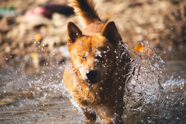 5 tips to keep your pets safe from the summer heat