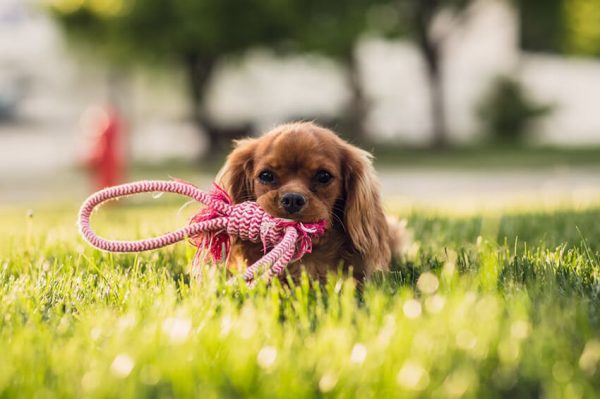 Quelles sont les règles essentielles à respecter dans les parcs à chiens?