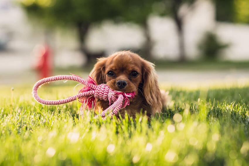 Quelles sont les règles essentielles à respecter dans les parcs à chiens? —  Boutique d'animaux Chico