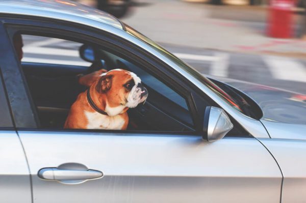 Safety tips for car rides with pets