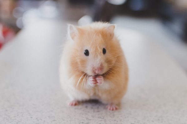 3 critères à respecter pour traiter votre hamster aux petits soins!