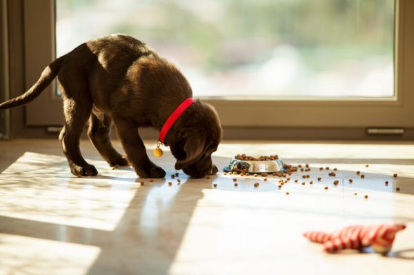 Food allergies in dogs