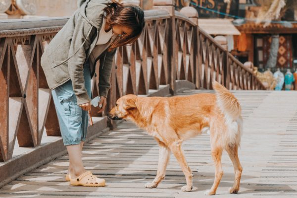 Get to know your local dog-friendly spots