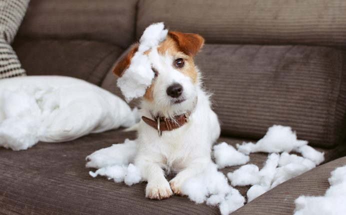Leaving a dog alone at home: what you need to know
