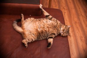 How is obesity in cats treated?