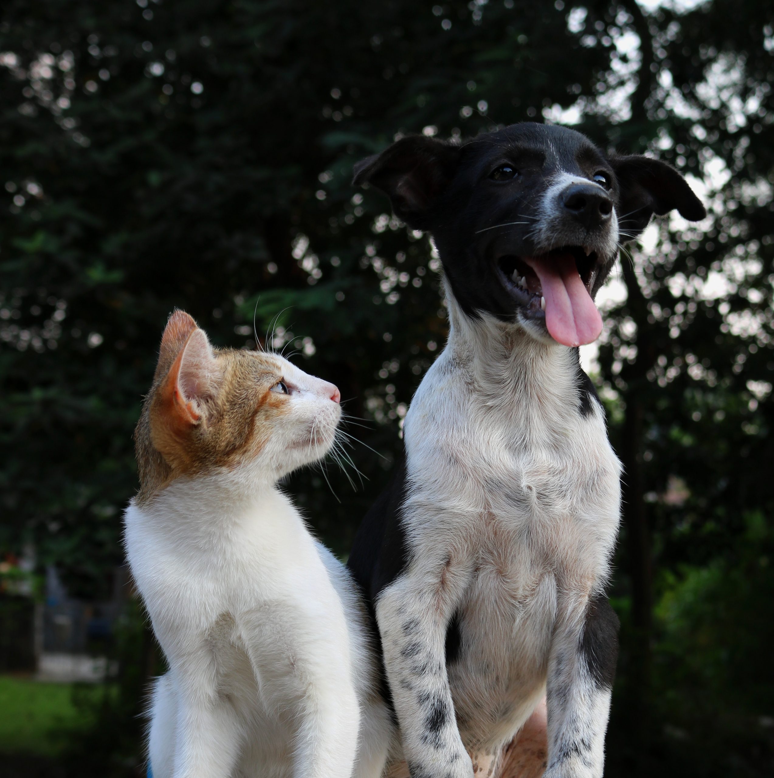 Royal Canin® Formule Vétérinaire Féline GÂTERIES URINAIRE pour chats