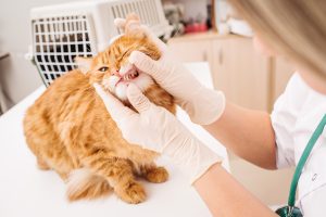 The importance of good dental hygiene in cats and dogs