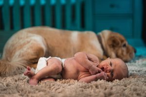 How to prepare your dog for the arrival of your newborn