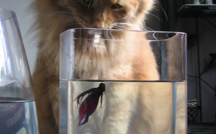 How to take care of a betta fish