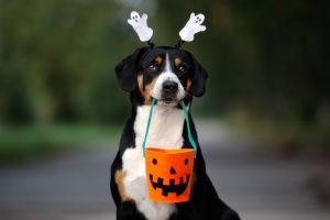 How to celebrate Halloween safely with your pet
