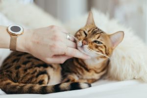 Adopting a pet: an excellent way to fight loneliness