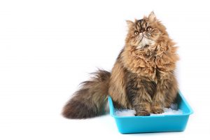 Tips for choosing and maintaining your cat’s litter box