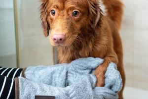 Expert tips for grooming your pet at home