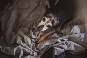 Friendly advice on coping with the loss of your pet