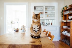 Malpropreté chez le chat : délit de litière