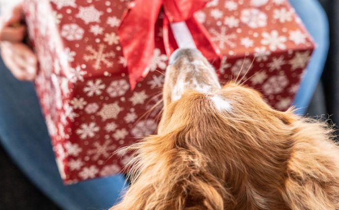 Holiday safety tips for pets