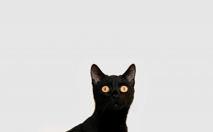 Myths and superstitions about black cats