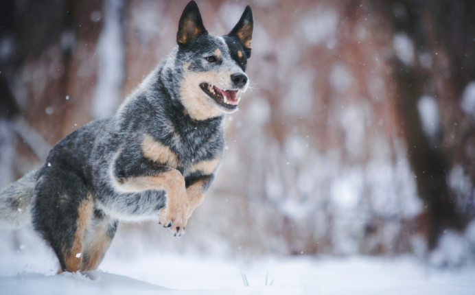 Winter: the right reflexes to protect your pet