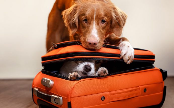 Prepare to travel safely with your pet: Considerations! 