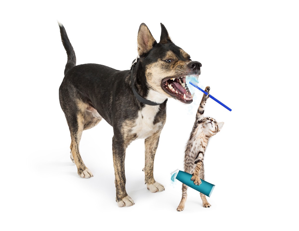 Santé bucco-dentaire du chien : l'importance d'une hygiène