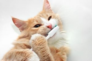 Your cat has bad breath? Here’s what you should know  
