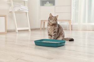 Les différents types de litière pour votre chat