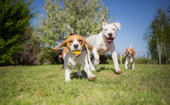 The best outdoor activities for pets during spring