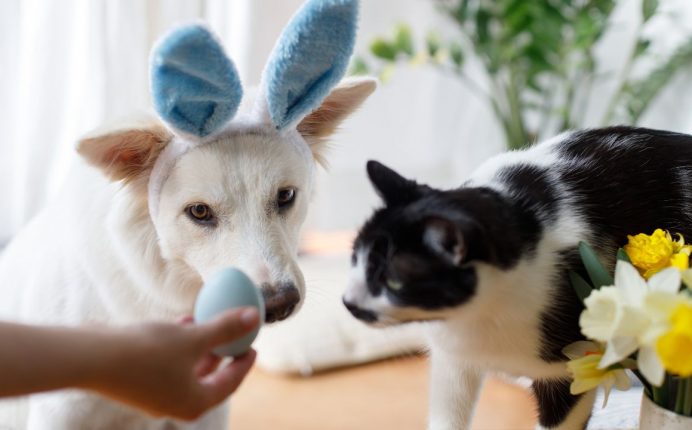 Pâques en toute sécurité : 5 précautions à prendre pour vos animaux 🐰🐣