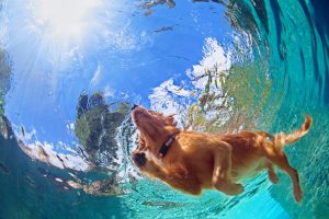 Les avantages de la natation pour les animaux de compagnie