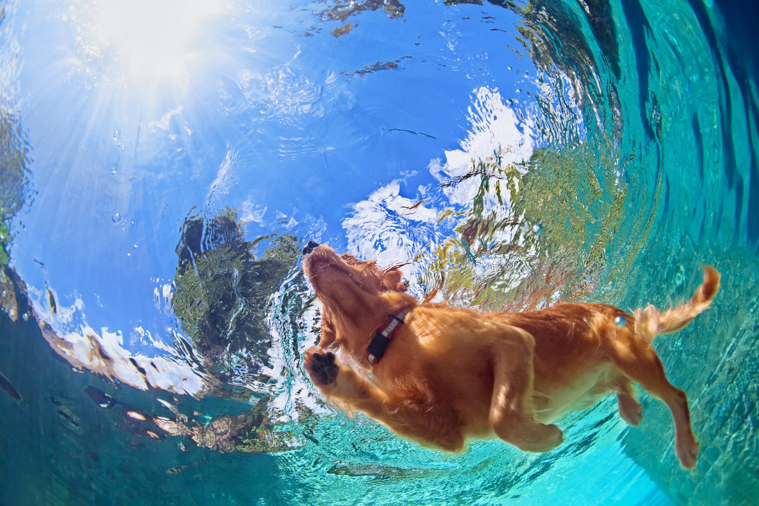 la natation pour les animaux de compagnie