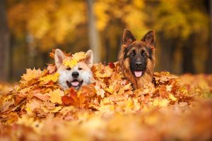 Les soins de santé pour les animaux de compagnie en automne