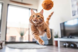 How to create fun play moments for your pet?