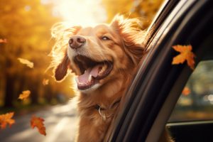 How to prepare your pet for fall temperature changes