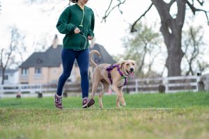 photo of a person jogging with a dog