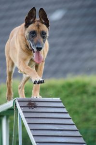agility animal blur canine